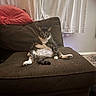 cat, tabby_cat, indoor, couch, furniture, curtains, pillow, brown_couch, relaxed, animal, pet, sitting, looking_at_camera, cozy, home, tabby, fur, whiskers, floor, living_room