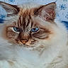 cat, blue_eyes, fluffy, fur, portrait, animal, pet, indoor, close_up, face, whiskers, ears, relaxed, resting, cute, mammal, feline, domestic_cat, soft, background