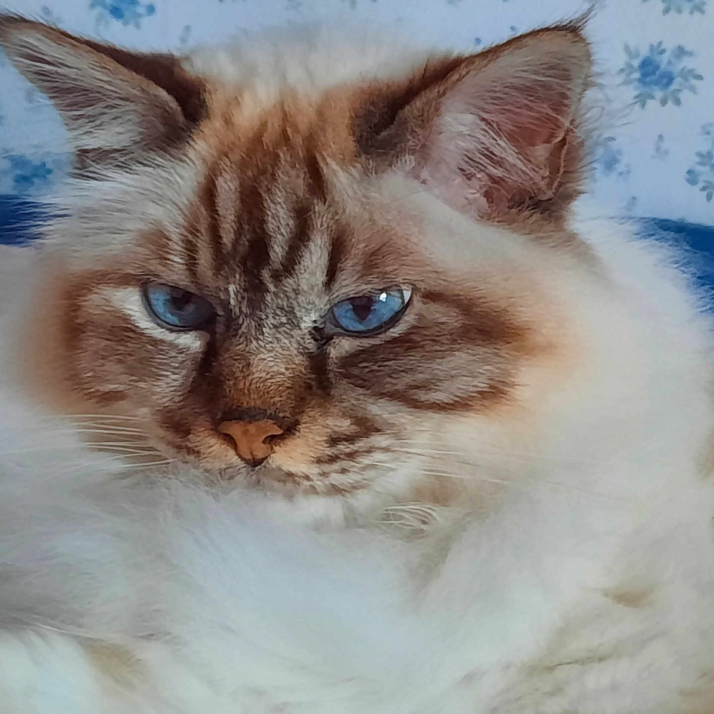 Flap Jack participe au concours pour gagner de l'argent avec cette photo : cat, blue_eyes, fluffy, fur, portrait, animal, pet, indoor, close_up, face, whiskers, ears, relaxed, resting, cute, mammal, feline, domestic_cat, soft, background