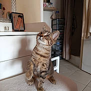 Nova participe au concours pour gagner de l'argent avec cette photo : cat, kitten, tabby, indoor, pet, curious, paw_raised, furniture, room, tiles, curtain, drawer, mirror, soft_surface, domestic, animal, whiskers, ears, eyes, playful