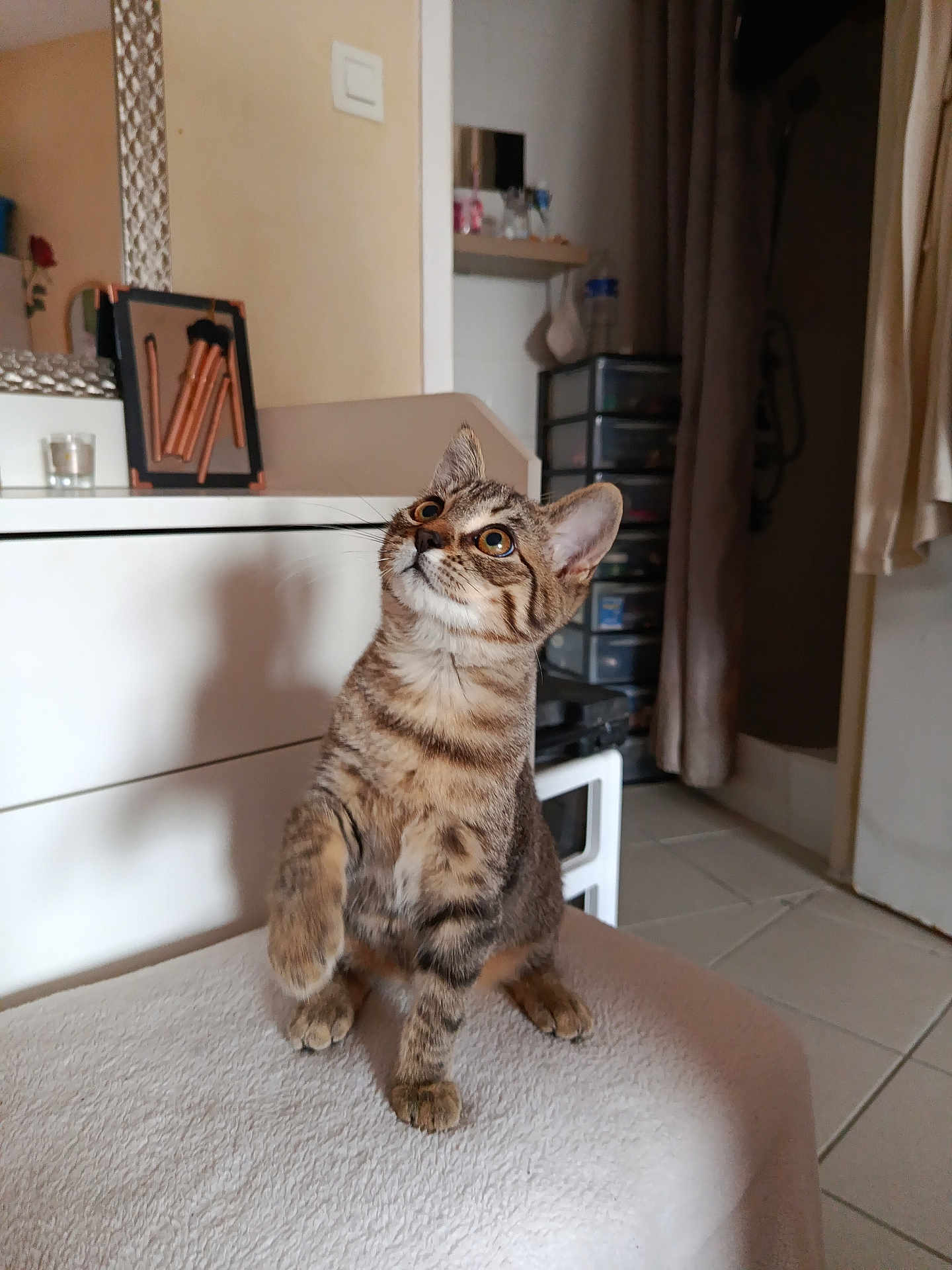 Nova participe au concours pour gagner de l'argent avec cette photo : cat, kitten, tabby, indoor, pet, curious, paw_raised, furniture, room, tiles, curtain, drawer, mirror, soft_surface, domestic, animal, whiskers, ears, eyes, playful