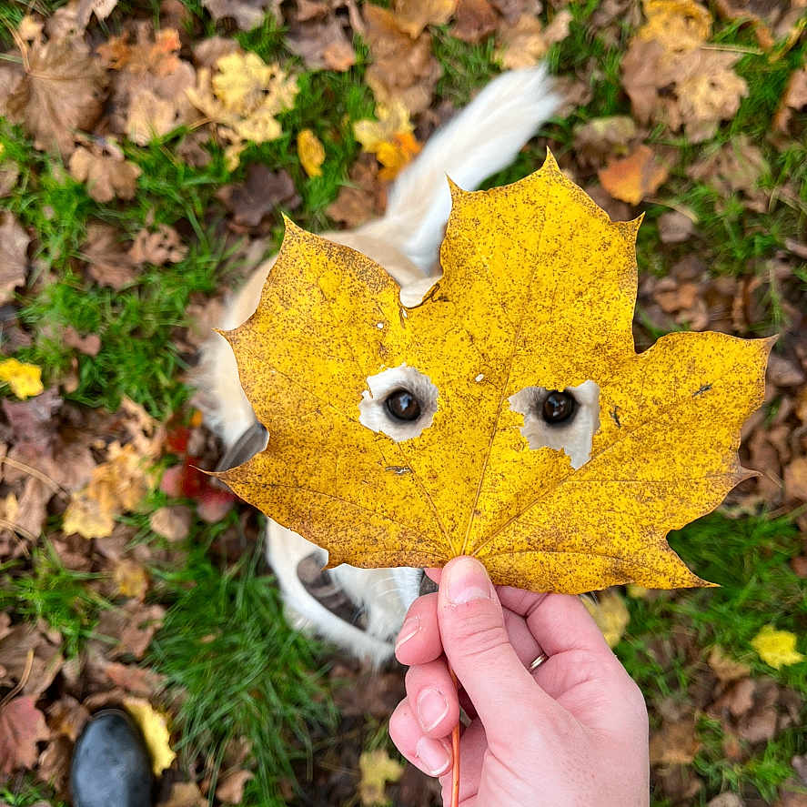 Romy a rejoint le concours — aidez-le/la à gagner de superbes lots ! animal, autumn, boots, brown_leaf, closeup, disguise, dog, eyes, fall, grass, green_grass, hand, leaf, nature, outdoor, person, pet, playful, season, yellow_leaf