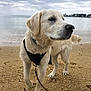 dog, golden_retriever, puppy, beach, sand, water, sea, cloudy_sky, leash, harness, animal, pet, outdoor, nature, canine, mammal, walking, daytime, shore, coast