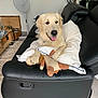 Romy participe au concours pour gagner de l'argent avec cette photo : dog, golden_retriever, recliner, pillow, stuffed_toy, indoor, living_room, fan, wooden_furniture, rug, pet, canine, comfortable, tongue_out, black_leather, floor, relaxed, cozy, home, smiling