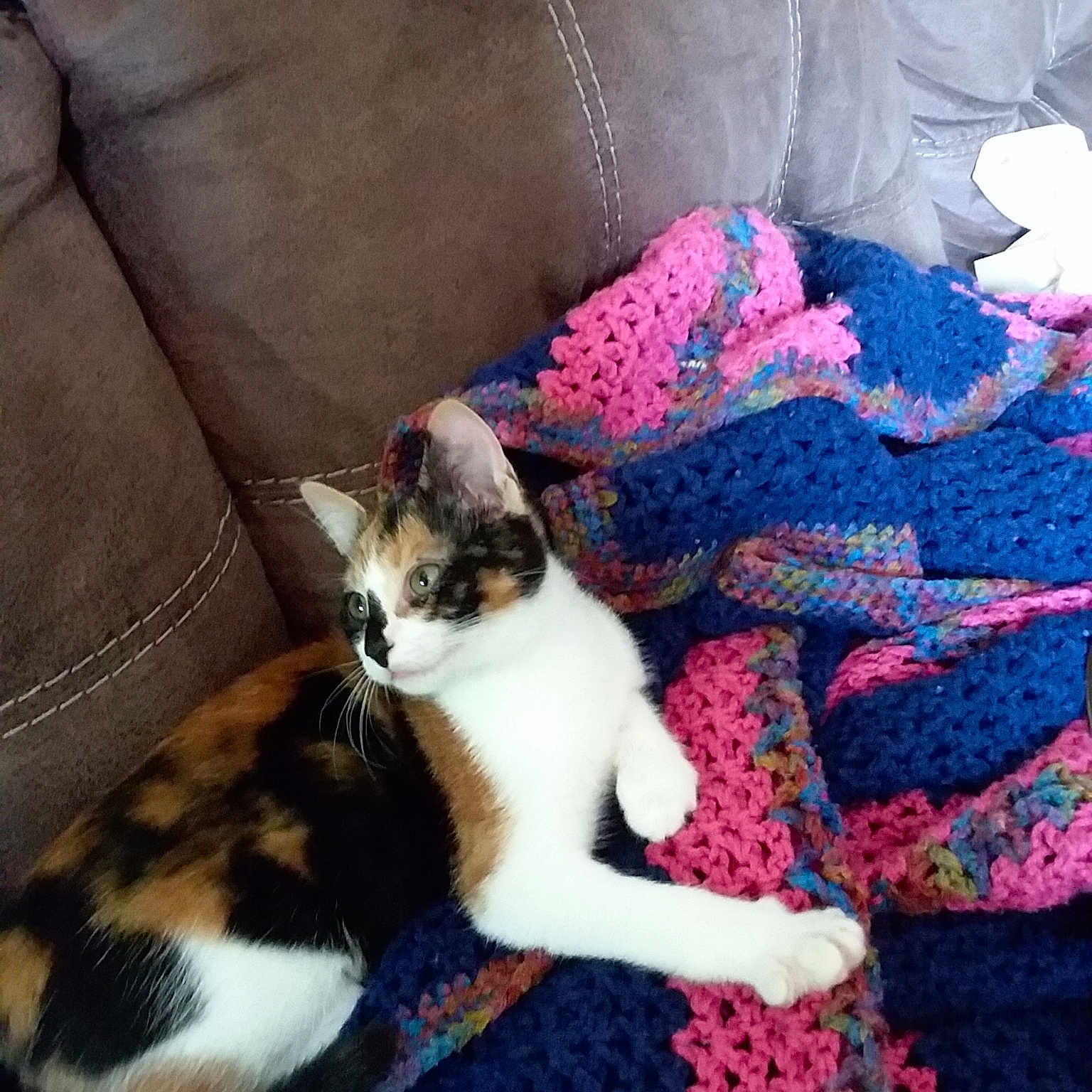 Roxy is registered to the contest to win money with this photo: cat, cat_like_mammal, european_shorthair, kitten, small_to_medium_sized_cats, tail, whiskers