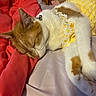 Daisy is registered to the contest to win money with this photo: cat, sleeping, orange_and_white, pet, bed, blanket, yellow_dress, daisy_flowers, fur, domestic_animal, cute, resting, indoor, collar, cozy, soft, animal, peaceful, relaxing, closeup