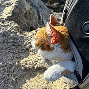 Daisy is registered to the contest to win money with this photo: cat, orange_and_white_cat, backpack, rock, outdoor, sunlight, whiskers, fur, zipper, curious, pet, animal, nature, sand, coast, water, daylight, closeup, exploration, travel