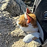 cat, orange_and_white_cat, backpack, rock, outdoor, sunlight, whiskers, fur, zipper, curious, pet, animal, nature, sand, coast, water, daylight, closeup, exploration, travel