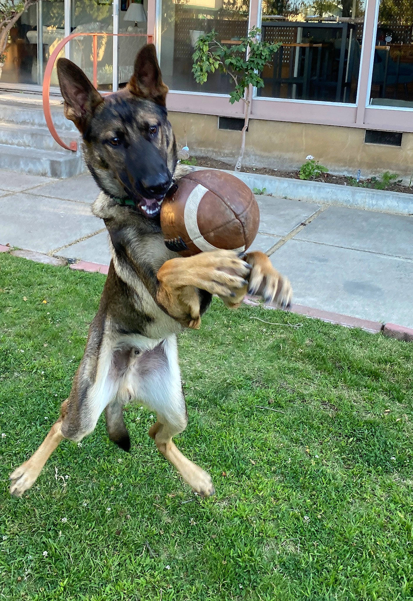 Francis is registered to the contest to win money with this photo: art, ball, canidae, carnivore, companion_dog, dog, dog_breed, fawn, grass, guard_dog, hound, plant, snout, sporting_group, sports_toy, tail, toy, tree, whiskers, working_animal
