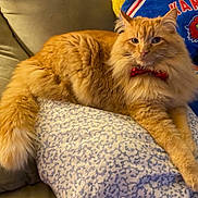 Schrodinger is registered to the contest to win money with this photo: cat, orange_cat, fluffy, bow_tie, pillow, couch, indoor, pet, relaxed, feline, cute, animal, fur, resting, close_up, domestic_animal, home, soft, detail, portrait