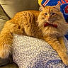 cat, orange_cat, fluffy, bow_tie, pillow, couch, indoor, pet, relaxed, feline, cute, animal, fur, resting, close_up, domestic_animal, home, soft, detail, portrait