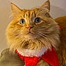 Schrodinger joined the competition — help win amazing prizes! cat, orange_cat, fluffy, wide_eyes, pet, domestic_animal, feline, collar, red_collar, white_trim, cushion, indoor, closeup, portrait, whiskers, curious, cute, animal, mammal, fur