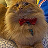 Schrodinger joined the competition — help win amazing prizes! cat, orange_cat, fluffy, bow_tie, red_bow_tie, pet, indoor, feline, cute, animal, close_up, lying_down, whiskers, ears, collar, domestic_cat, cozy, couch, blanket, patterned_surface