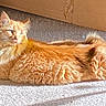 cat, orange_cat, fluffy, sunlight, carpet, indoor, plant, potted_plant, relaxed, lounging, feline, pet, domestic_animal, fur, whiskers, ears, tail, natural_light, home, cozy