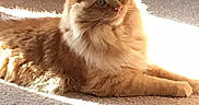 Schrodinger joined the competition — help win amazing prizes! cat, orange_cat, fluffy, pet, indoor, carpet, sunlight, relaxed, animal, feline, laying_down, fur, cute, domestic_animal, whiskers, ears, eyes, home, cozy, daylight