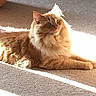 cat, orange_cat, fluffy, pet, indoor, carpet, sunlight, relaxed, animal, feline, laying_down, fur, cute, domestic_animal, whiskers, ears, eyes, home, cozy, daylight