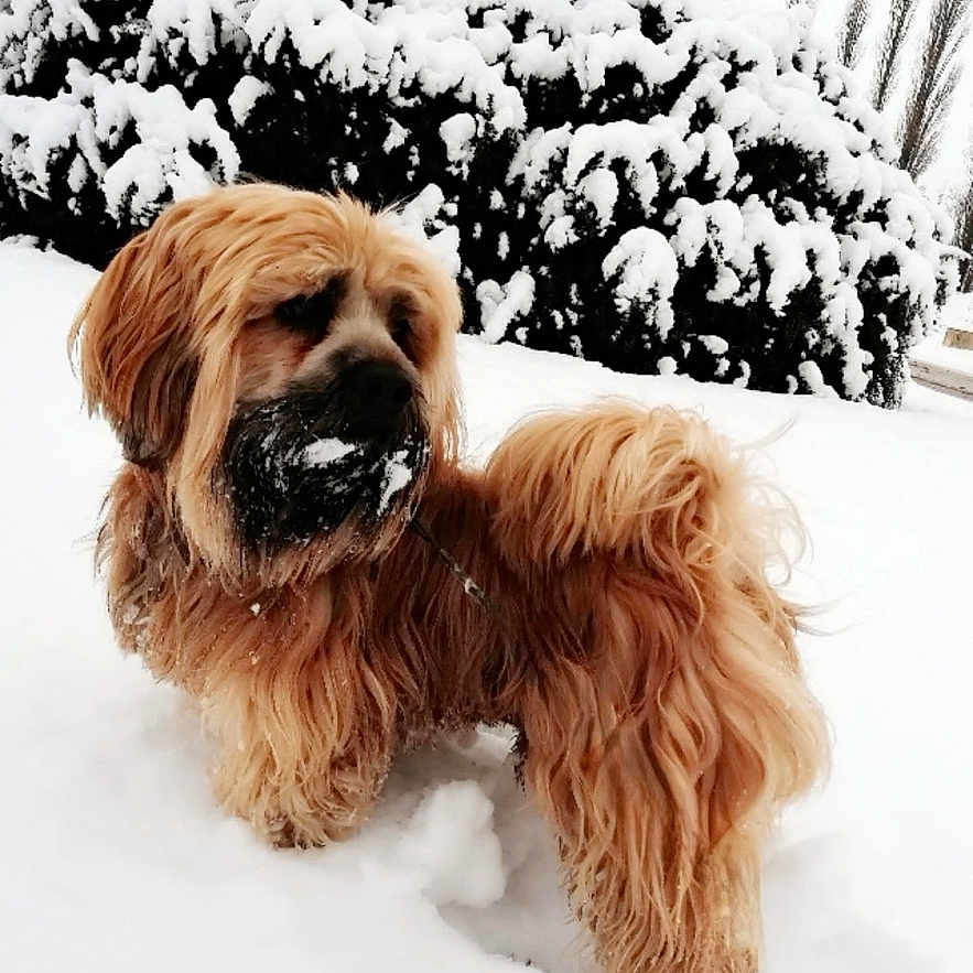 Iggy Pop participe au concours pour gagner de l'argent avec cette photo : dog, snow, winter, outdoors, snowy_landscape, shaggy_fur, long_hair, brown_dog, standing, pet, animal, canine, snow-covered_trees, evergreen, cold_weather, beard, frost, nature, portrait, playful