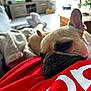 Thia participe au concours pour gagner de l'argent avec cette photo : dog, french_bulldog, close_up, resting, sleepy, blanket, red_shirt, indoor, living_room, cozy, pet, animal, soft_texture, couch, relaxation, home, fur, ear, snout, comfort