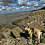 Thia a rejoint le concours — aidez-le/la à gagner de superbes lots ! dog, leash, rocks, shoreline, water, clouds, sky, outdoor, nature, pet, small_dog, canine, brown_dog, daytime, walking, coast, landscape, curious, harness, sunlight