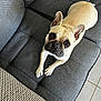 dog, french_bulldog, pet, couch, sofa, indoor, looking_up, animal, canine, ears_up, brown_eyes, short_fur, light_brown, gray_couch, paw, floor_tiles, domestic, cute, companion, relaxed