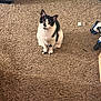 Abby Lynn Moon is registered to the contest to win money with this photo: cat, black_and_white, carpet, indoor, pet, animal, feline, sitting, curious, tool, power_drill, screw, floor, home, domestic, looking_up, fur, whiskers, ears, closeup