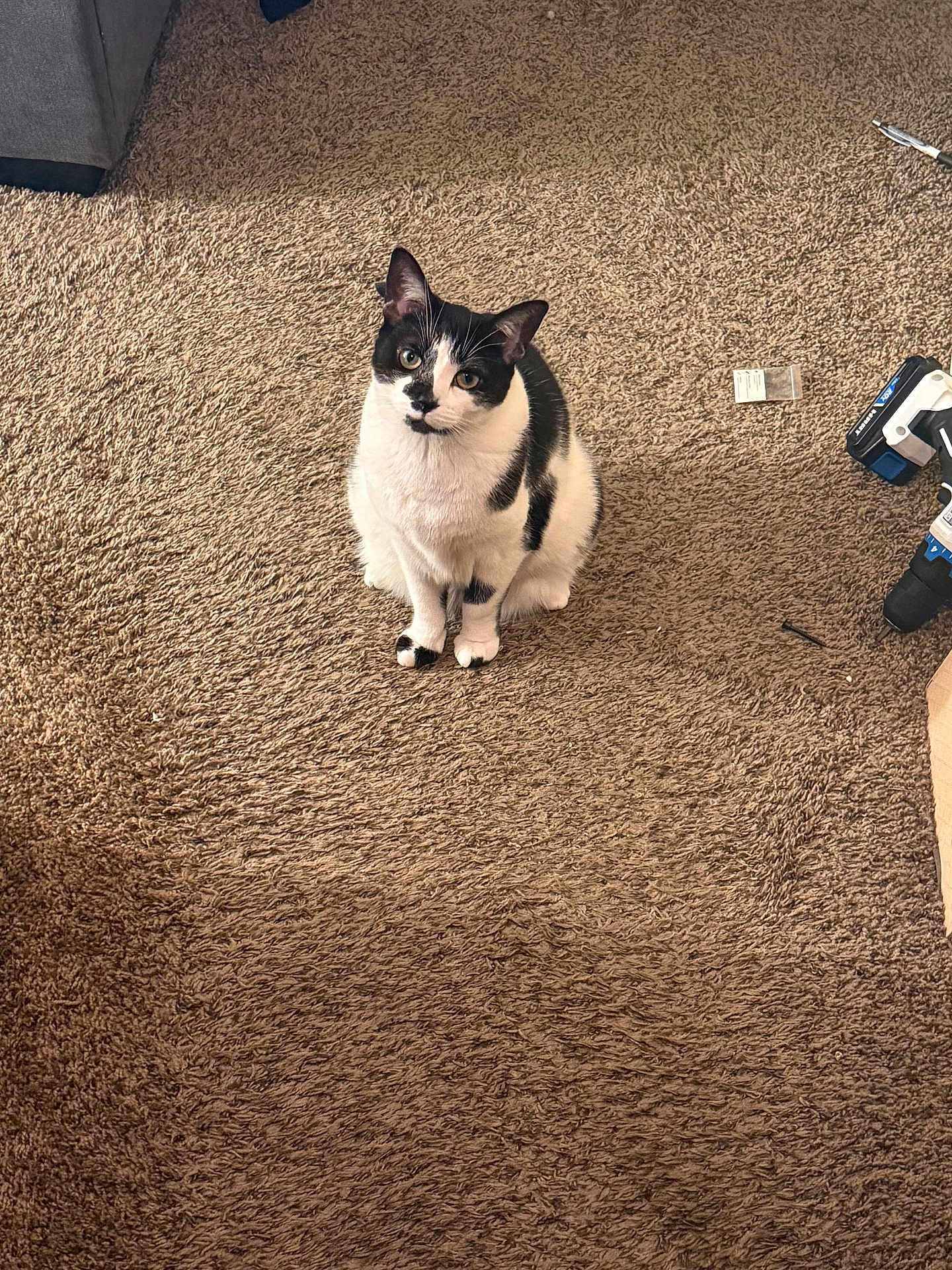 Abby Lynn Moon is registered to the contest to win money with this photo: cat, black_and_white, carpet, indoor, pet, animal, feline, sitting, curious, tool, power_drill, screw, floor, home, domestic, looking_up, fur, whiskers, ears, closeup