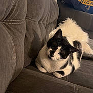 Abby Lynn Moon is registered to the contest to win money with this photo: cat, black_and_white, couch, indoor, pet, fur, animal, cozy, living_room, curious, fluffy_pillow, domestic_cat, feline, relaxed, seated, whiskers, ears, home, soft, stitching