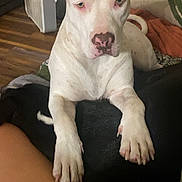 Summer Rayne is registered to the contest to win money with this photo: dog, white_dog, pit_bull, pet, animal, portrait, sitting, front_view, sad_expression, large_paws, floppy_ears, pink_nose, indoor, living_room, blanket, human_lap, floor, fan, houseplant, text_overlay