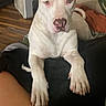 dog, white_dog, pit_bull, pet, animal, portrait, sitting, front_view, sad_expression, large_paws, floppy_ears, pink_nose, indoor, living_room, blanket, human_lap, floor, fan, houseplant, text_overlay
