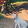 Summer Rayne joined the competition — help win amazing prizes! dog, canine, white_dog, sitting, outdoor, backyard, garden, grass, dirt, ground, tree, plants, leaves, sunlight, shadows, portrait, animal, pet, bulldog_type, nature