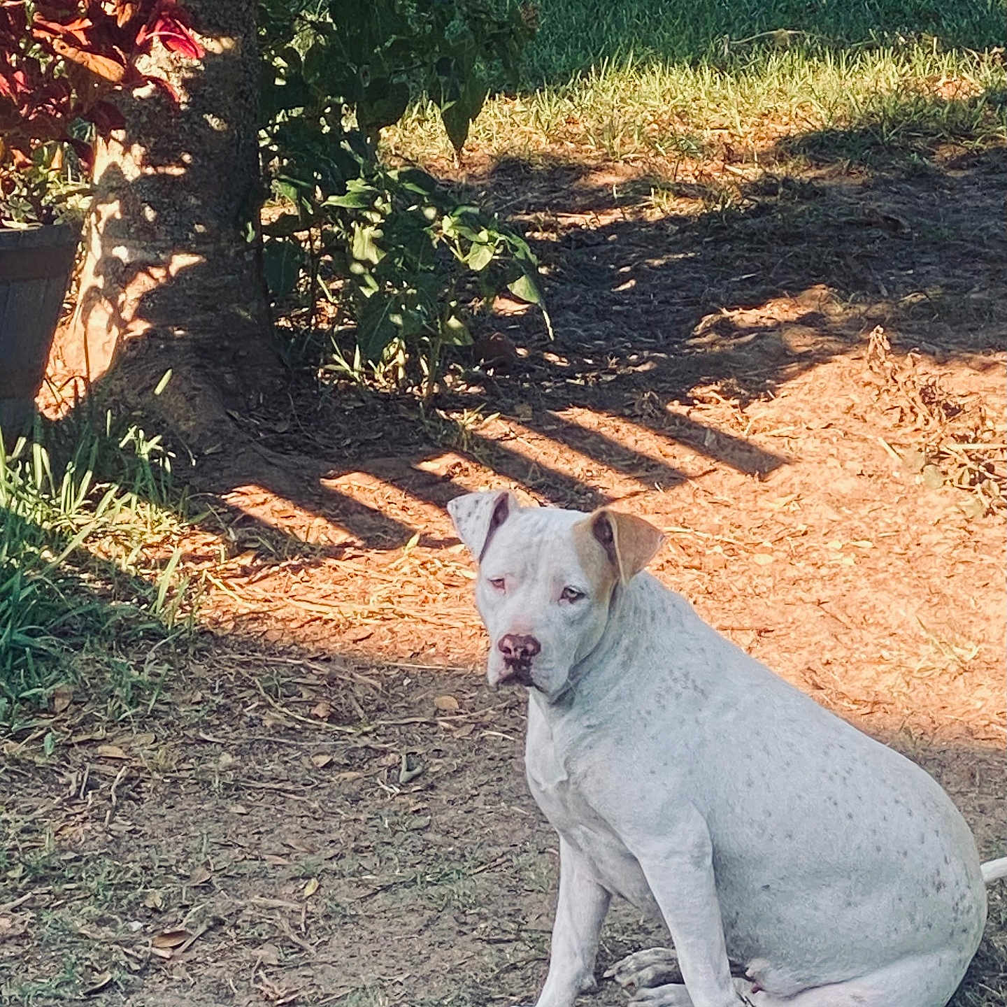 Summer Rayne joined the competition — help win amazing prizes! dog, canine, white_dog, sitting, outdoor, backyard, garden, grass, dirt, ground, tree, plants, leaves, sunlight, shadows, portrait, animal, pet, bulldog_type, nature