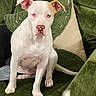 dog, puppy, white_dog, tan_markings, sitting, portrait, pet, indoors, green_couch, cushions, furniture, living_room, floppy_ears, brown_eyes, pink_nose, front_view, cute, companion_animal, home, photography