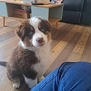 Vicky participe au concours pour gagner de l'argent avec cette photo : animal, architecture, box, building, canine, clothing, couch, dog, footwear, furniture, hardwood, indoors, interiordesign, livingroom, pants, pet, puppy, room, shoe, wood