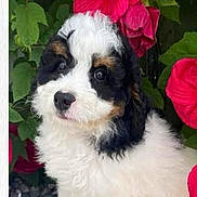 Ellie May is registered to the contest to win money with this photo: adorable, animal, black_white_brown, closeup, curly_fur, cute, dog, flower, fluffy, garden, green_leaf, looking, nature, outdoor, pet, portrait, puppy, red_flower, soft_fur, young_dog