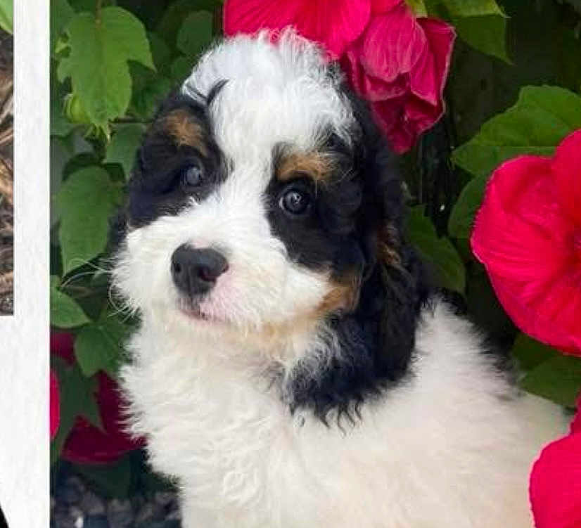 Ellie May is registered to the contest to win money with this photo: adorable, animal, black_white_brown, closeup, curly_fur, cute, dog, flower, fluffy, garden, green_leaf, looking, nature, outdoor, pet, portrait, puppy, red_flower, soft_fur, young_dog