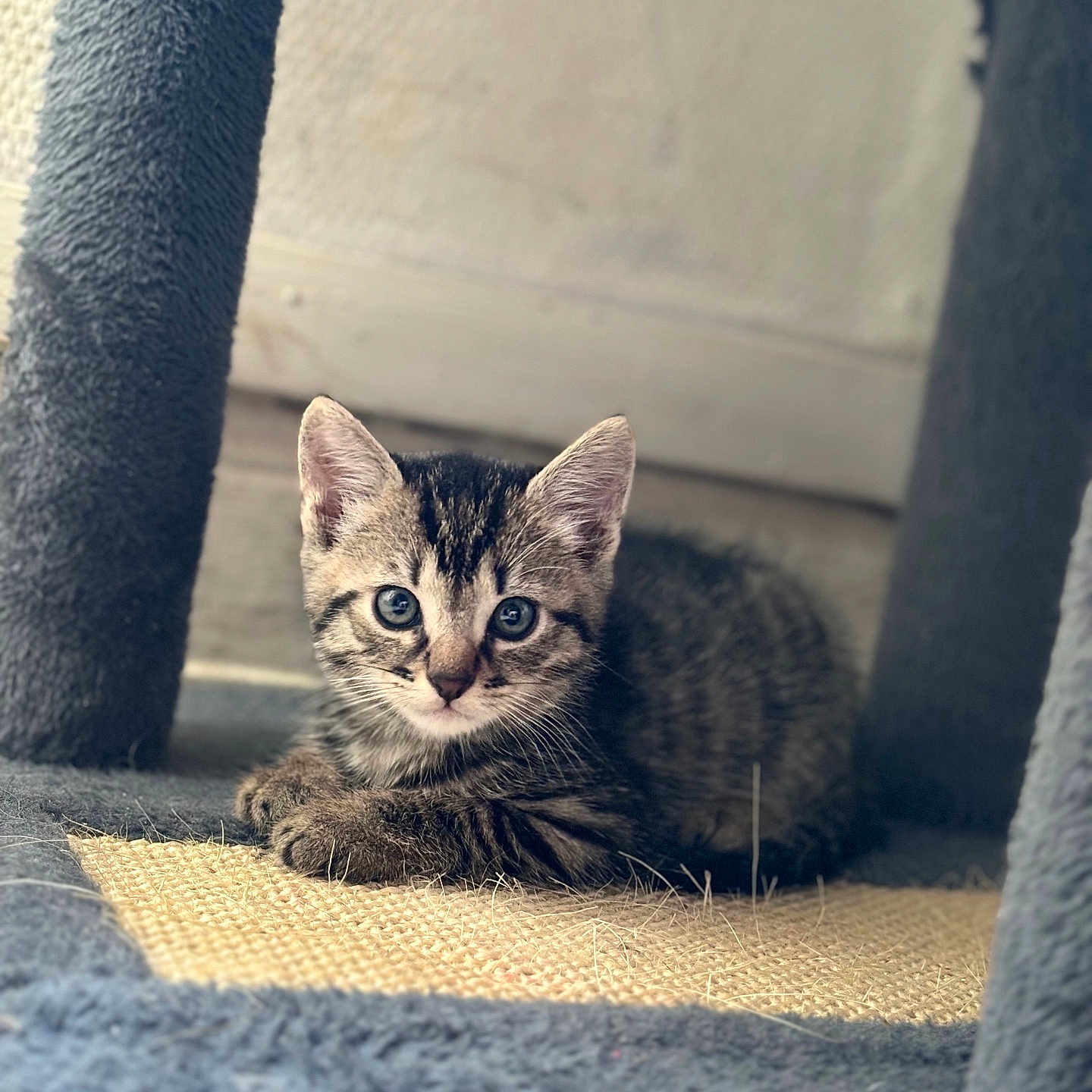 Bandy participe au concours pour gagner de l'argent avec cette photo : abyssinian, animal, bird, blanket, cat, den, egyptiancat, indoors, kitten, manx, penguin, pet