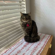 Nico joined the competition — help win amazing prizes! cat, tabby, fluffy, green_eyes, pet, indoor, window, blinds, drapery, wooden_furniture, dresser, fabric, patterned_cloth, sitting, looking, cozy, natural_light, domestic_animal, feline, calm