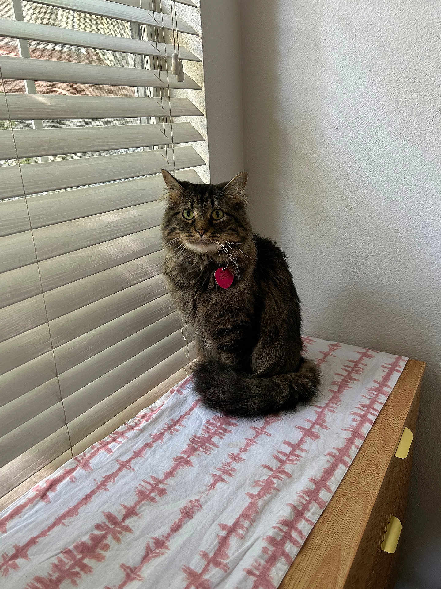 Nico joined the competition — help win amazing prizes! cat, tabby, fluffy, green_eyes, pet, indoor, window, blinds, drapery, wooden_furniture, dresser, fabric, patterned_cloth, sitting, looking, cozy, natural_light, domestic_animal, feline, calm