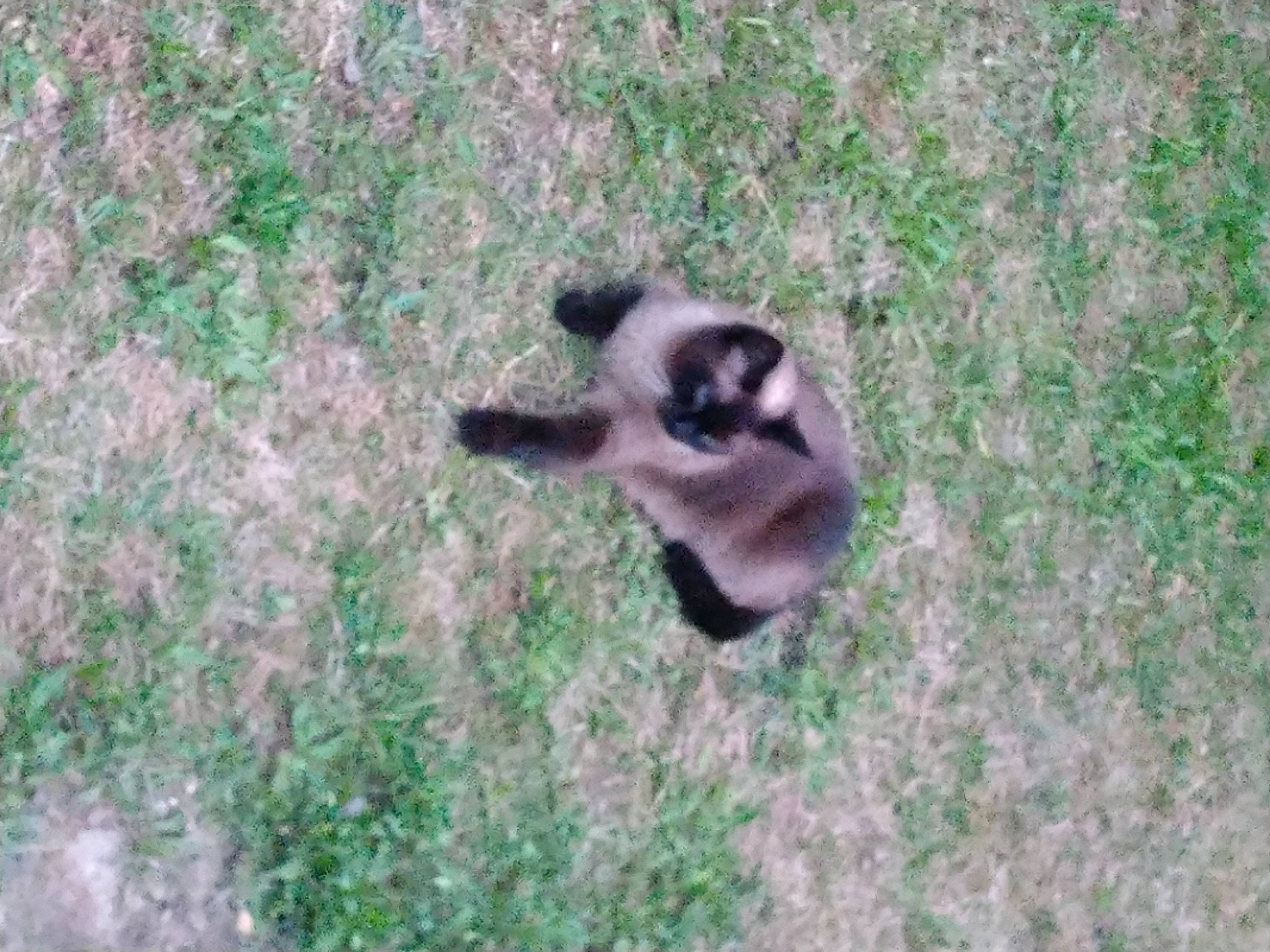 Cacahouète a rejoint le concours — aidez-le/la à gagner de superbes lots ! _geese_and_swans, canidae, dog_breed, ducks, fawn, fur, grass, grassland, groundcover, plant, snout, soil, tail, terrestrial_animal, water_bird, wood