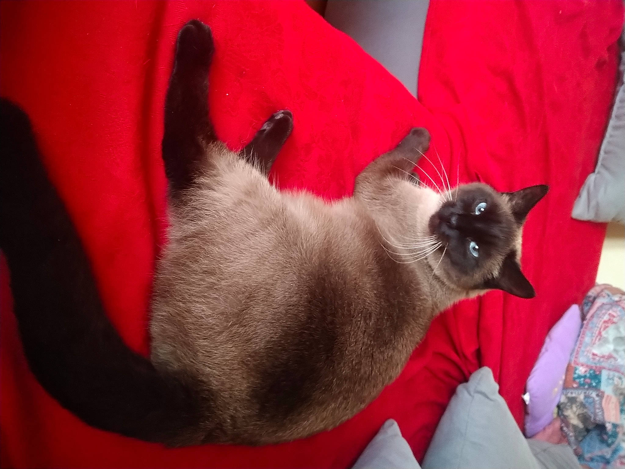 Cacahouète a rejoint le concours — aidez-le/la à gagner de superbes lots ! balinese, birman, carnivore, cat, cat_supply, comfort, domestic_short_haired_cat, fawn, felidae, fur, siamese, small_to_medium_sized_cats, snout, tail, thai, whiskers