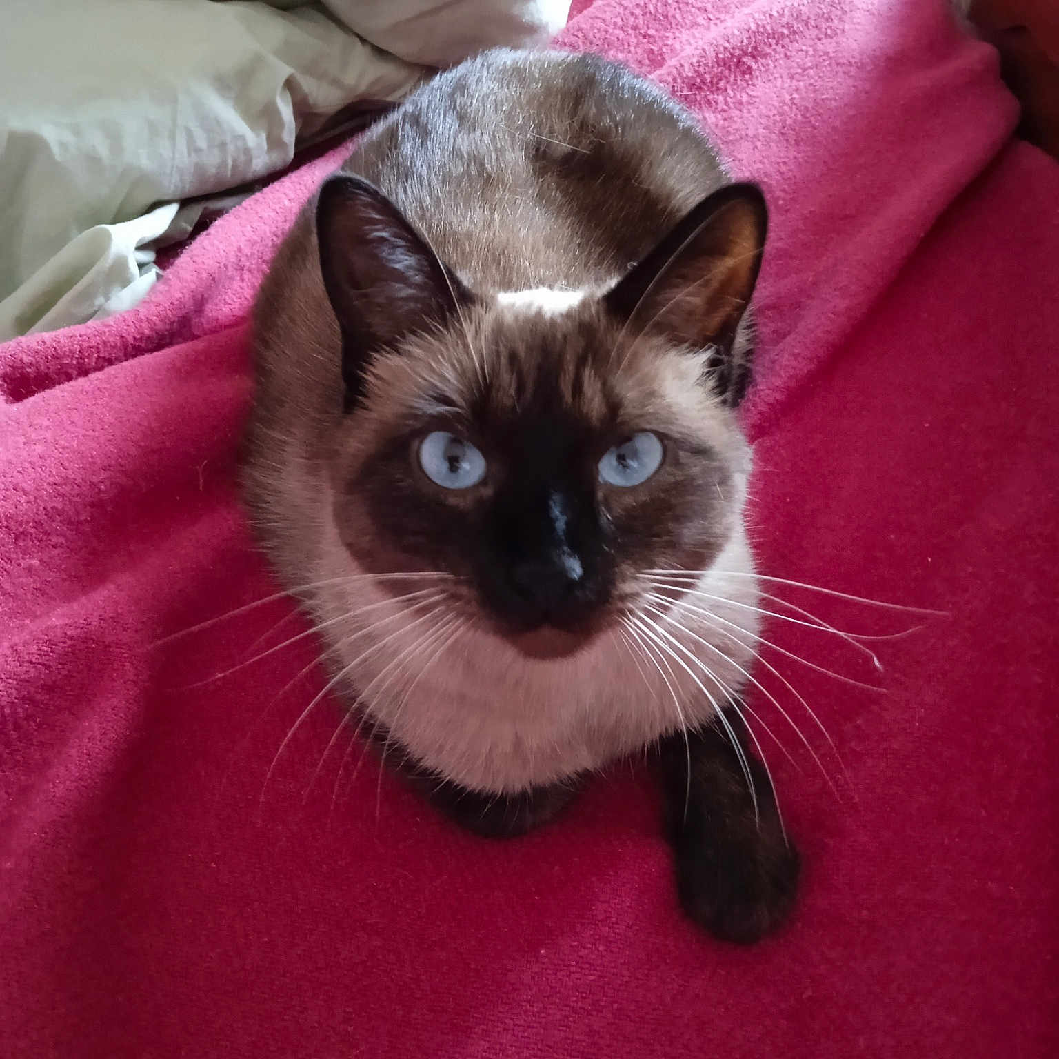 Cacahouète