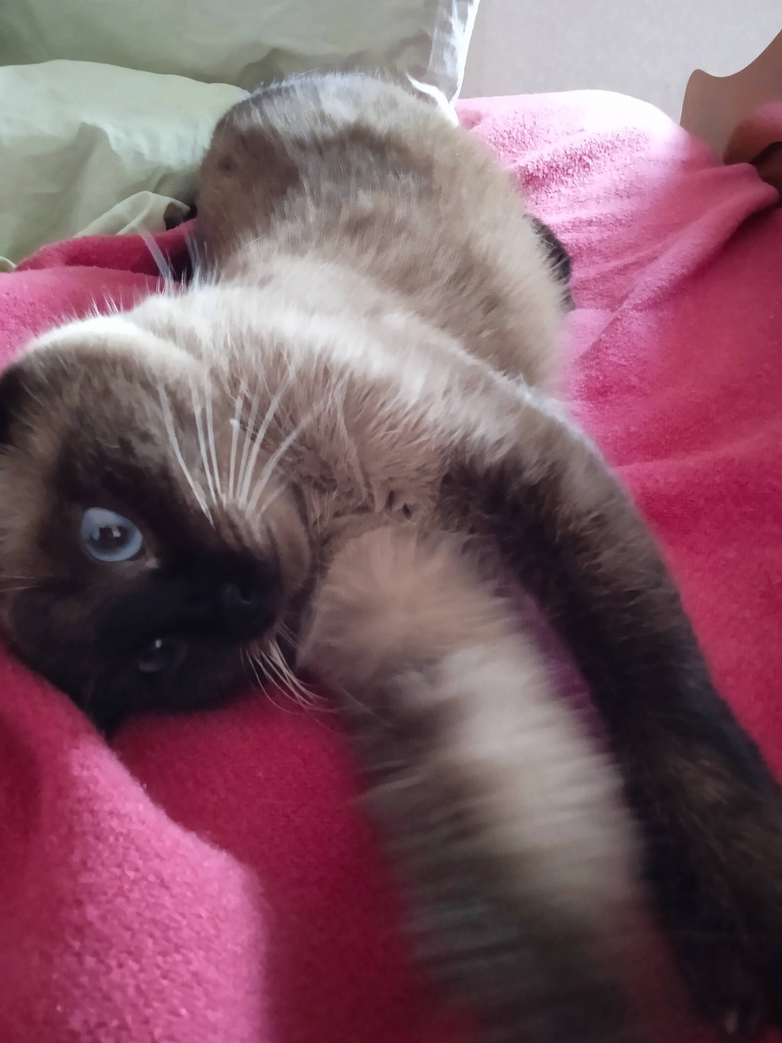 Cacahouète participe au concours pour gagner de l'argent avec cette photo : black_cat, carnivore, cat, cat_bed, claw, comfort, domestic_short_haired_cat, fawn, felidae, fur, magenta, nap, paw, siamese, small_to_medium_sized_cats, snout, tail, whiskers