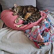 Praline participe au concours pour gagner de l'argent avec cette photo : animal, blanket, cat, comfort, cozy, cushion, feline, fur, home, indoor, living_room, pet, pillow, quilt, relaxed, resting, sleepy, sofa, striped, tabby_cat
