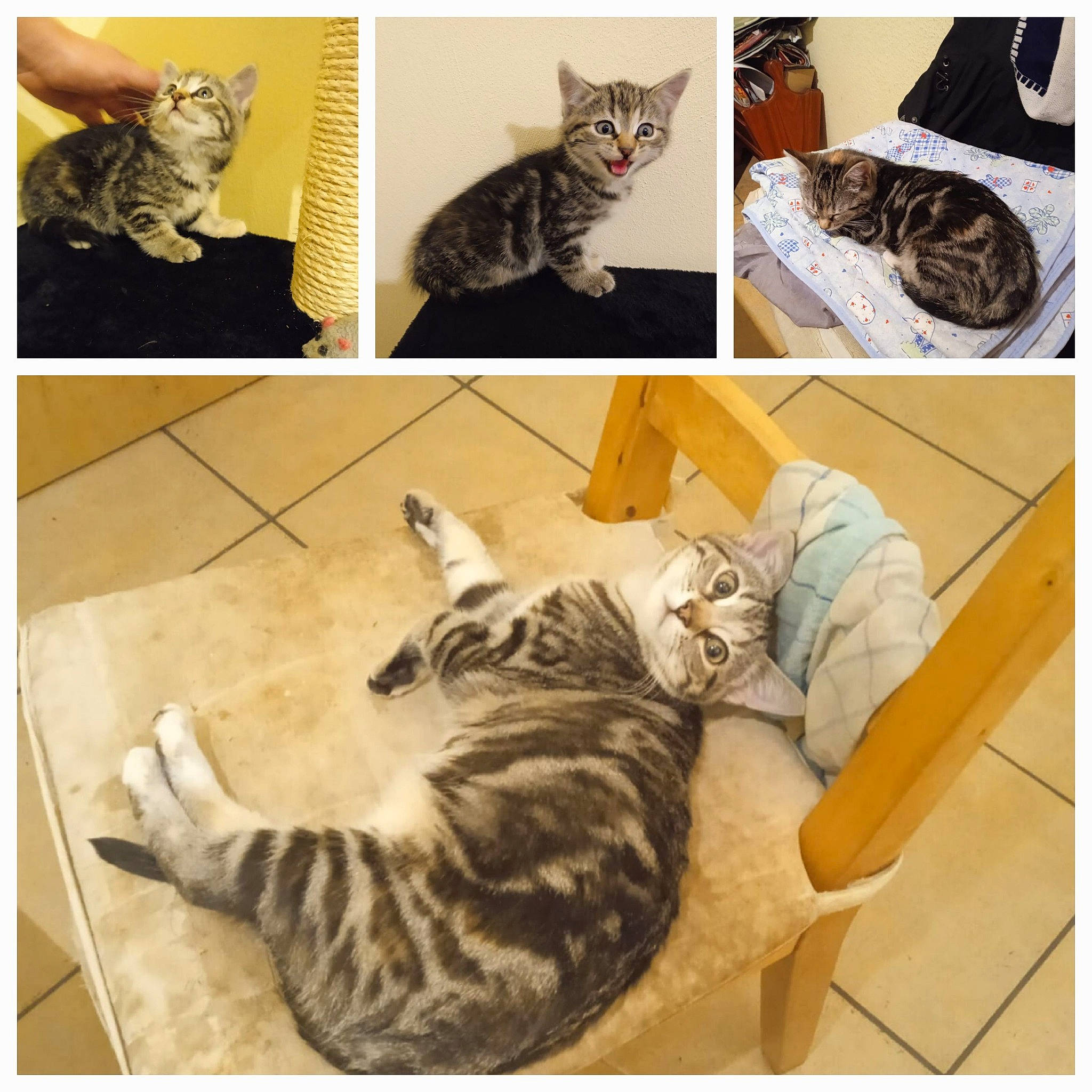 Praline participe au concours pour gagner de l'argent avec cette photo : carnivore, cat, collage, comfort, domestic_short_haired_cat, fawn, felidae, fur, hardwood, mammal, pattern, paw, room, small_to_medium_sized_cats, tail, vertebrate, whiskers, wildlife, wood, wood_flooring