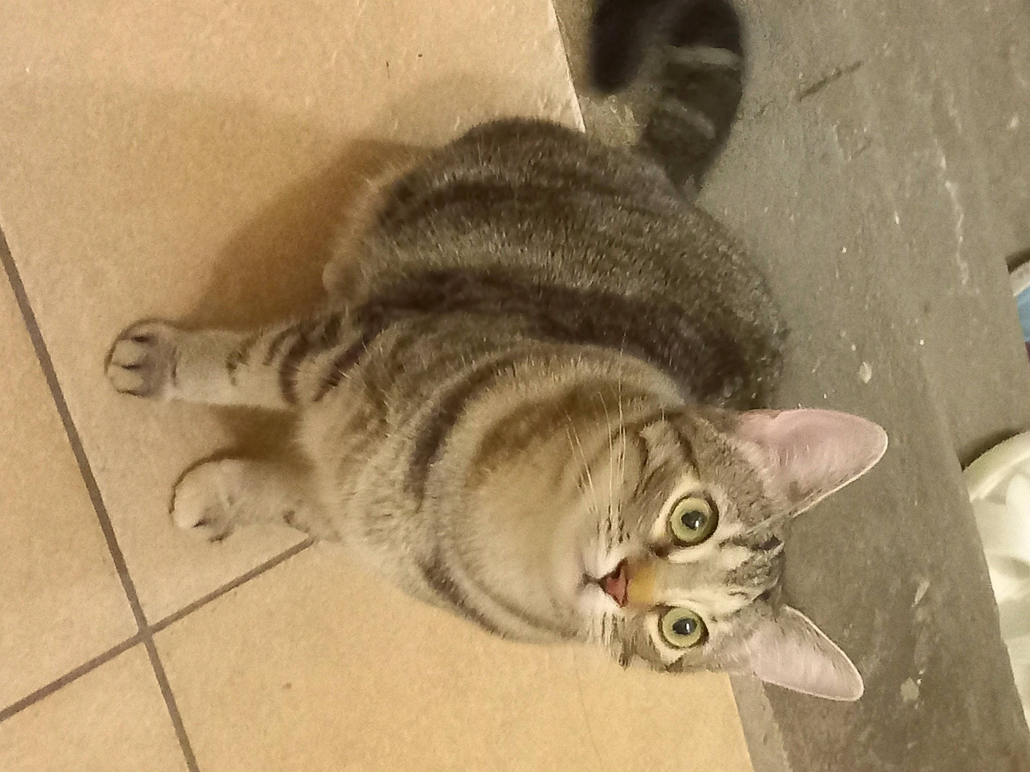 Praline participe au concours pour gagner de l'argent avec cette photo : carnivore, cat, claw, domestic_short_haired_cat, fawn, felidae, fur, grey, paw, small_to_medium_sized_cats, snout, tail, terrestrial_animal, whiskers, wildlife, wood