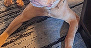 Orzo joined the competition — help win amazing prizes! dog, indoor, carpet, brown_dog, laundry_basket, floor, pet, animal, furniture, looking_up, ears, light_eyes, home, curious, domestic, canine, resting, attention, brown, patterned_carpet