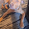 dog, indoor, carpet, brown_dog, laundry_basket, floor, pet, animal, furniture, looking_up, ears, light_eyes, home, curious, domestic, canine, resting, attention, brown, patterned_carpet
