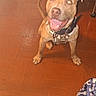 Orzo is registered to the contest to win money with this photo: dog, happy, smiling, indoor, floor, wooden_floor, pet_bed, laundry_basket, collar, tongue_out, ears_up, looking_up, brown_dog, canine, domestic_animal, household, flooring, pet, animal, mammal