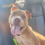 Orzo is registered to the contest to win money with this photo: