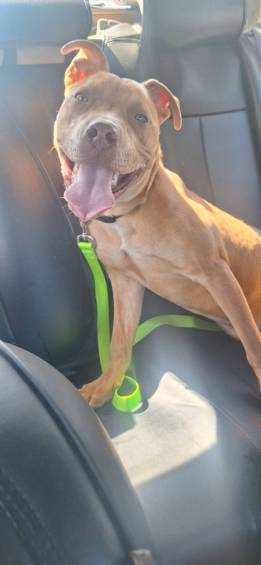 animal, back_seat, brown_fur, canine, car_seat, daylight, dog, domestic_animal, happy, interior, leash, leash_clip, panting, pet, seatbelt, sitting, smiling, sunlight, tongue_out, vehicle